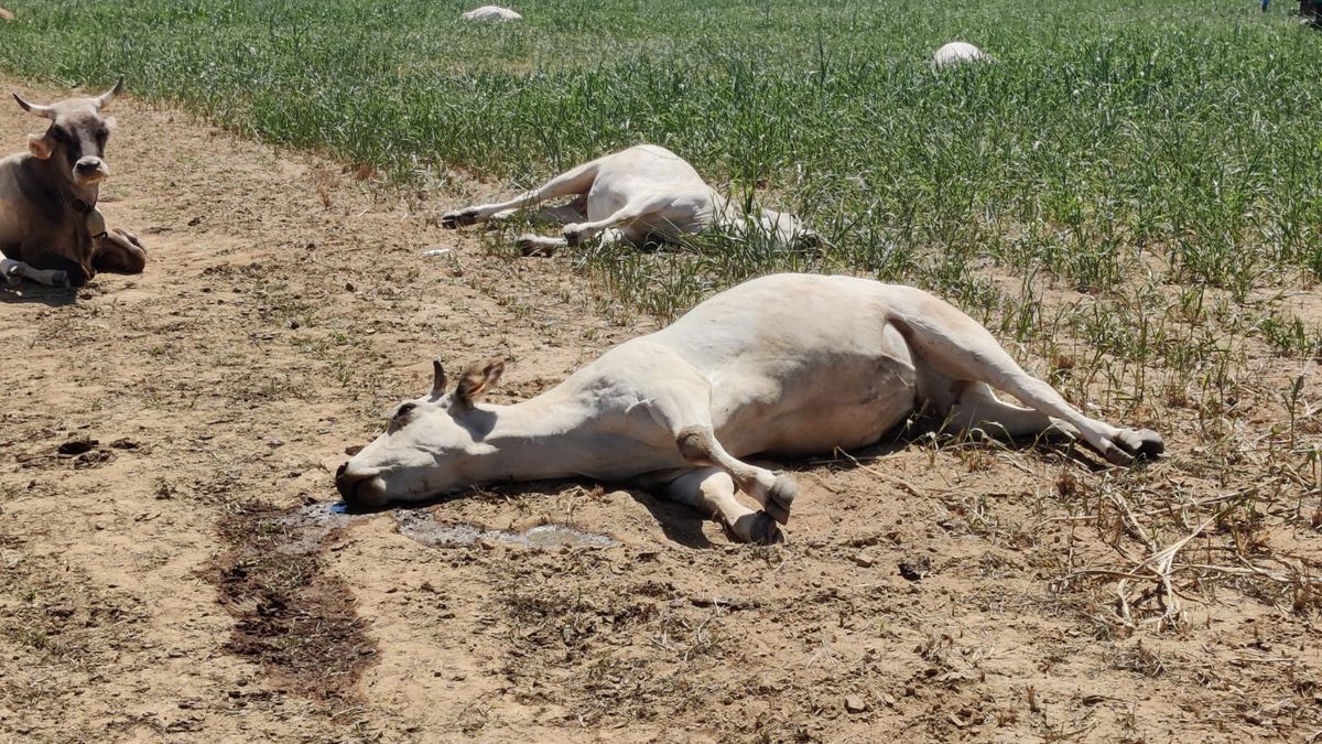 Fotky: I to jsou důsledky sucha. Z dobytčí farmy je márnice pod širým nebem